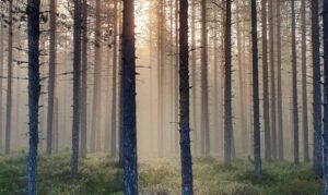 Hossa NP Finnland