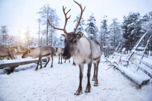 Rentierfarm, Sami, Ruka, Finnland