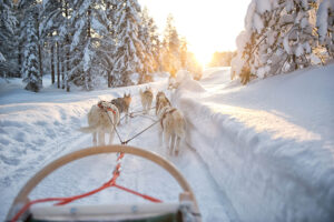 Huskys, Schlittenhunde, Ruka Finnland Winterreise