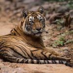 Tiger Indien