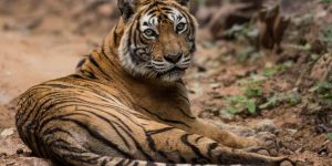 Tiger Indien