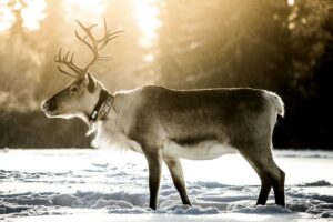 Ruka Aktivwoche Winterreise Go East Reisen