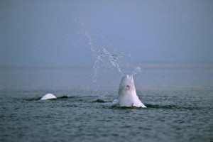 weiße_wale_beluga_karelien