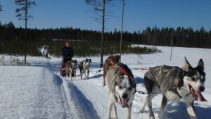 Eräkeskus Wilderness Lodge Husky Farm