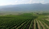 Bulgarien Weinfest Augustiada