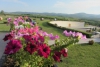 Bulgarien Weinfest Augustiada