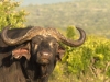 Buffalo - Spirit of the Masai Mara