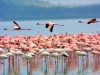 Lake-Nakuru-National-Park_preview