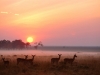 Masai Mara National Reserve Kenya._preview