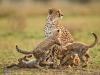 cheetah-mother_preview