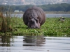 lake naivasha_preview