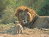 lion_preview