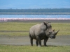 rhino lake nakuru_preview