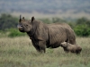 rhino_preview