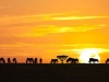 sunrise-in-serengeti-national-park-tanzania_preview