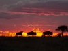 sunset mara_preview