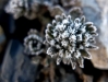 blumen-3