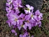 blumen-pik-lenin-2