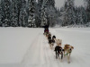 Dogsled