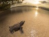 Hawksbill Turtle Hatchling at Lissnenung Island Papua New Guinea