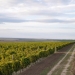 moldawien, weinreise, go east reisen