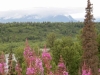 Alaska, Denali Nationalparkklein