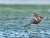 Bataus-The-ruff-Calidris-pugnax-Kopie