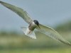Chirighita-cu-obraz-alb-The-whiskered-tern-Chlidonias-hybridus_12-Kopie