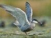 Chirighita-cu-obraz-alb-The-whiskered-tern-Chlidonias-hybridus_2-Kopie