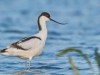 Ciocintors-The-pied-avocet-Recurvirostra-avosetta_4-1-Kopie