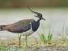 Nagat-The-northern-lapwing-Vanellus-vanellus_10-1