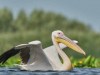 Pelican-comun-Great-white-pelican-Pelecanus-onocrotalus_28-1
