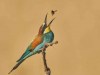 Prigorie-Bee-eater-Merops-apiaster_6-2
