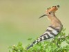 Pupaza-The-eurasian-hoopoe-Upupa-epops_3