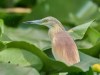 Starc-galben-Squacco-heron-Ardeola-ralloides_10-1
