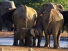 Addo Elephant N.P