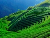 tea-plantation-taiwan