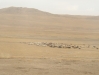 Transsibirische Eisenbahn durch die Mongolei