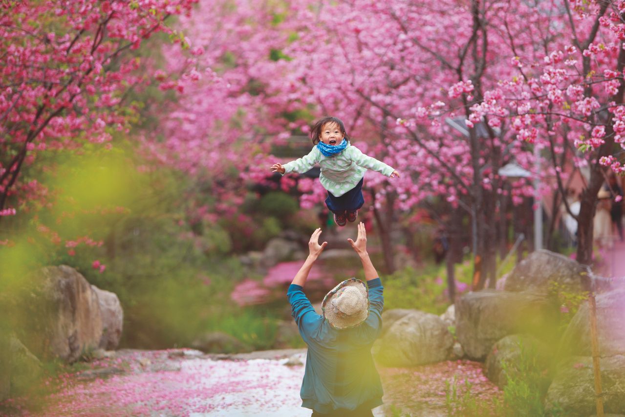Kirschblüten-Rundreise Südkorea | 12 Tage im April